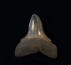 Carcharodon hastalis - Pathologic