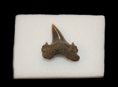 Porbeagle shark tooth - Netherlands | Buried Treasure Fossils
