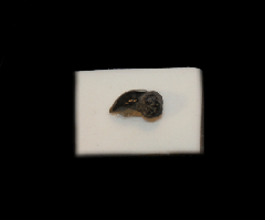 Cetorhinus maximus
