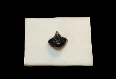 Ganopristus leptodon oral tooth | Buried Treasure Fossils