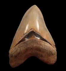 Otodus megalodon