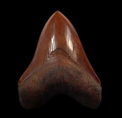 Otodus megalodon