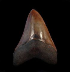 Carcharocles megalodon