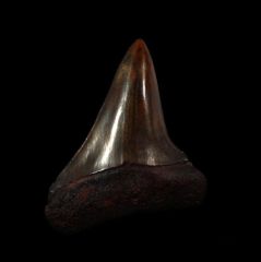 NC Cosmopolitodus hastalis tooth for sale | Buried Treasure Fossils