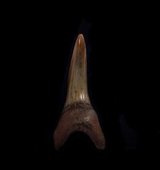 Isurus oxyrhinchus