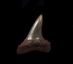 NC Shortfin Mako tooth for sale | Buried Treasure Fossils