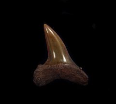 Isurus oxyrhinchus