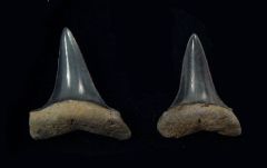 Isurus praecursor