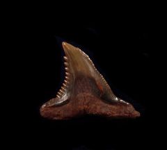 Hemipristis serra