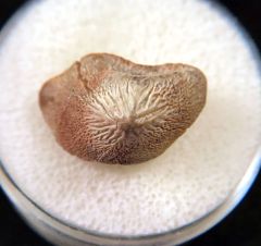 New Mexico Ptychodus mortoni | Buried Treasure Fossils