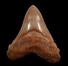 Carcharocles megalodon