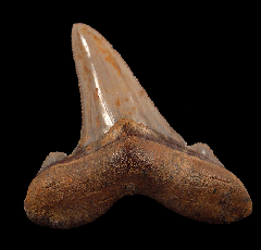 Large Auriculatus tooth from Peru for sale