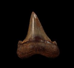 Ultra rare Auriculatus tooth from Peru for sale | Buried Treasure Fossils