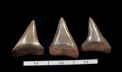Great White Jewelry Teeth