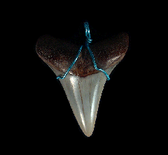 Quality Great White tooth necklace for sale | Buried Treasure Fossils