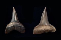 Carcharodon carcharias Transition