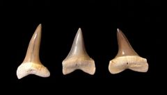 Isurus desori