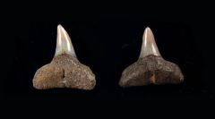 Carcharhinus leucas
