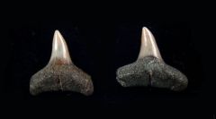 Carcharhinus leucas