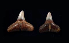 Carcharhinus leucas