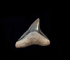 Carcharhinus leucas