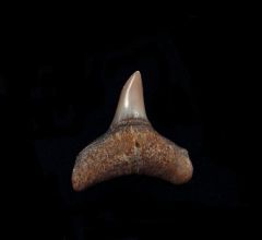 Carcharhinus leucas