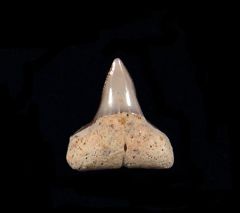 Carcharhinus leucas
