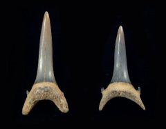 Carcharias taurus