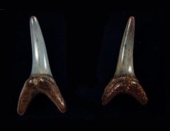 Carcharias taurus
