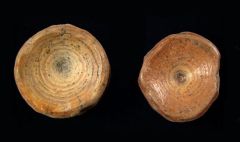 Shark Vertebrae