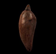 Scaldicetus whale tooth from Peru | Buried Treasure Fossils