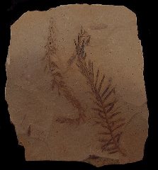 Metasequoia occidentalis