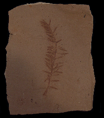 Metasequoia occidentalis