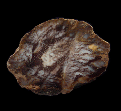 Petrified Wood section - Wyoming | Buried Treasure Fossils