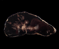 Petrified Wood slice - Utah | Buried Treasure Fossils