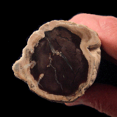 Petrified Wood - Utah | Buried Treasure Fossils