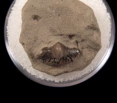 Helodus didymus tooth for sale | Buried Treasure Fossils