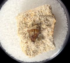 Russian Poecilodus circinnas tooth for sale | Buried Treasure Fo