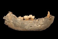 Romanian Cave Bear jaw for sale
