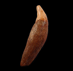 Cave Bear jaw for sale | Buried Treasure Fossils