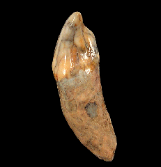 Ice Age Cave bear incisor tooth for sale