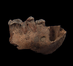 Ice Age Cave Hyena canine for sale | Buried Treasure Fossils