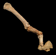 Cave Leopard toe
