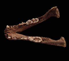 Ice Age European Badger | Buried Treasure Fossils