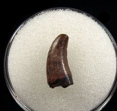 Dromaeosaurus langstoni tooth | Buried Treasure Fossils