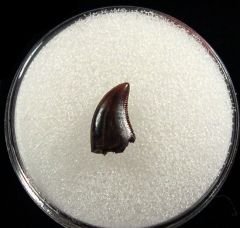 Dromaeosaurus langstoni tooth for sale | Buried Treasure Fossils