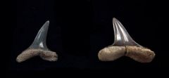 Anomotodon novus   (Eocene)      