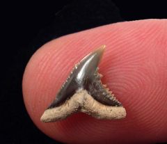 Hemipristis curvatus (Eocene)