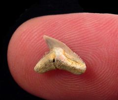 Galeocerdo latidens      (Eocene)             