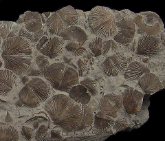 Oxoplecia gouldi - Brachiopod Display | Buried Treasure Fossils